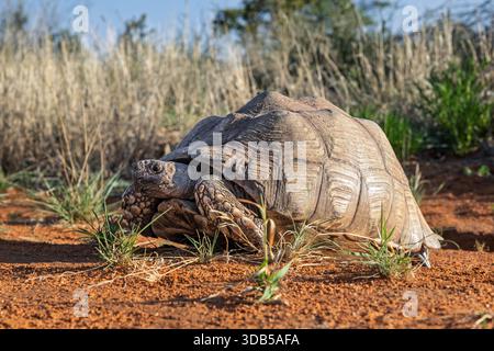 Leopard tortoise, Twasulu Kalahari Reserve, Kalahari,  South Africa Stock Photo