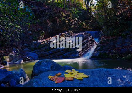 Autumn Leaves on Rocks with Forest Waterfall in Long Exposure A peaceful autumn scene featuring colorful fallen leaves arranged on a rock in the foreg Stock Photo