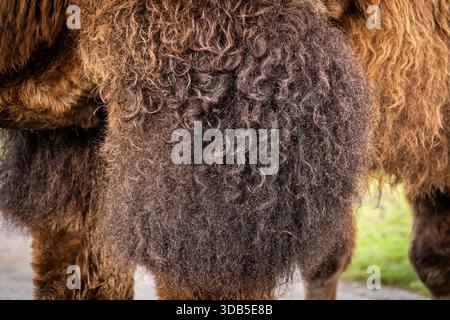 close up of the body hairs of a bactrian camel with shaggy and curly coats. Stock Photo