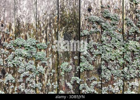 Lichen On A Wooden Wall Stock Photo