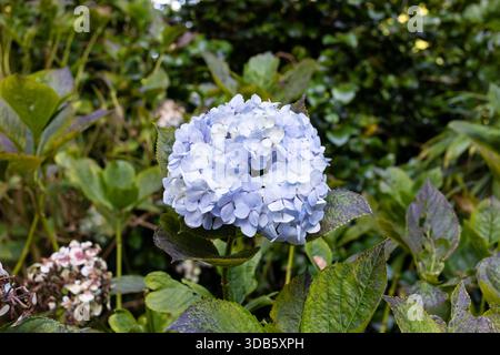 Blue Hydrangea Macrophylla flower in early autumn. England, UK Stock Photo