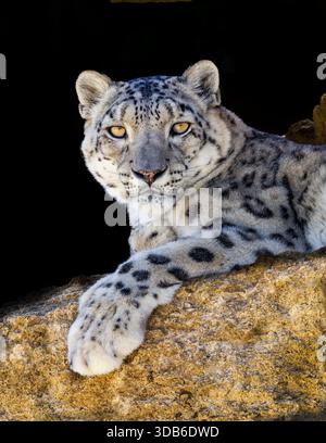 Snow leopard, Panthera uncia, native of Central and South Asia mountains Stock Photo