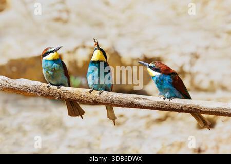 European bee-eater, Merops apiaster; the middle bird has caught an insect Stock Photo