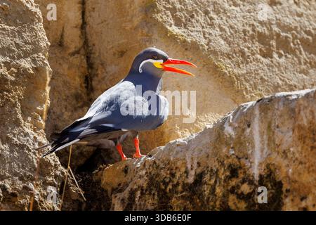 Inca Tern, Larosterna inca, native Pacific coast of South America Stock Photo