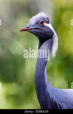 Demoiselle crane, Grus virgo, native of Sentral Eurasia Stock Photo