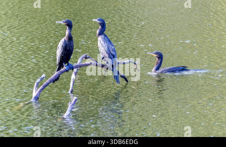 Neotropic cormorant, Nannopterum brasilianum, Parque Ecologico de Tiete, Sao Paulo, Brazil Stock Photo
