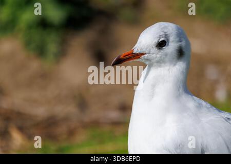 Black-headed gull adult in winter plumage, Chroicocephalus ridibundus, Hornsea Mere, East Riding, Yorkshire, England, UK Stock Photo