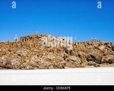 cacti-on-incahuasi-island-salar-de-uyuni-bolivia-stock-photo-alamy