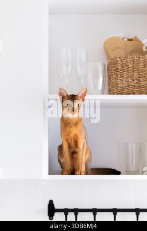 Abyssinian cat sits on a white shelf in the kitchen waiting breakfast. Playful girnger purebred kitten wanted food vertical with copyspace Stock Photo