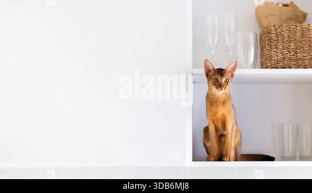 Ginger adorable Abyssinian cat sits on a white shelf on the kitchen in the morning with copyspace. Purebred kitten look in camera Stock Photo