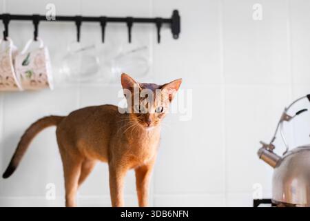 Ginger abyssinian kitten look in camera in the morning on sunny kitchen. Adverising and copy space Stock Photo
