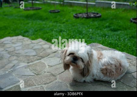 A Lhasa Apso dog is resting outdoors. Stock Photo
