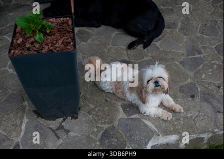 A Lhasa Apso dog is resting outdoors. Stock Photo