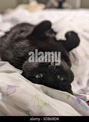 A soft black kitten lies upside down on a white sheet patterned with pale flowers. Yellow-green eyes gaze at the camera, and front paws hang in the ai Stock Photo