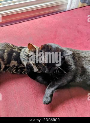 A grey and black striped tabby kitten and a black domestic short-hair cat lie together on a red couch. Viewed from above, their heads touch, and the b Stock Photo