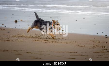 Dogs at the beach, freedom and playing in sand along, curious and fun in nature. Excited dogs hitting the beach. Stock Photo