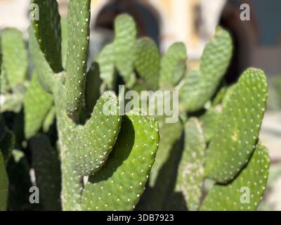 Road kill cactus hi-res stock photography and images - Alamy