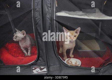 Mesa, USA. 13th Dec, 2025. Two Devon Rex cats are in their pop-up kennel on day one of the CFA Allbreed Cat Show at the Mesa Convention Center in Mesa, Arizona USA on December 13, 2025. This two-day show is held annually and is Arizona's largest cat show featuring professional exhibitors, pedigreed cats of different breeds, household pets, and vendors featuring feline related merchandise. (Photo By: Alexandra Buxbaum/Sipa USA) Credit: Sipa USA/Ģ����ý Live News Stock Photo