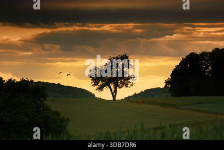 Silhouette of a lone tree on the horizon on hills at sunset, with dramatic colorful cloudy sky, two flying birds and a photographer Stock Photo