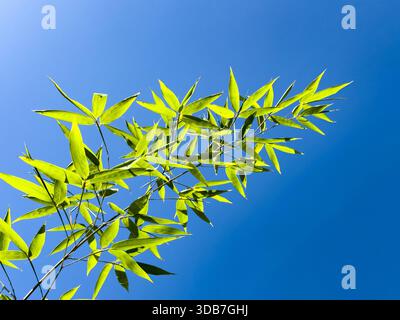 A view of a bamboo golden branch against a blue sky. Stock Photo
