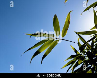 A view of a bamboo golden branch against a blue sky. Stock Photo