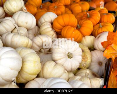 A view of a pile of small white and orange pumpkins, on display at a local farmers market. Stock Photo