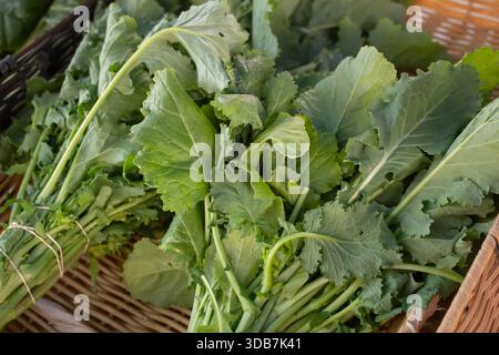 A view of several bundles of rapini, on display at a local farmers market. Stock Photo