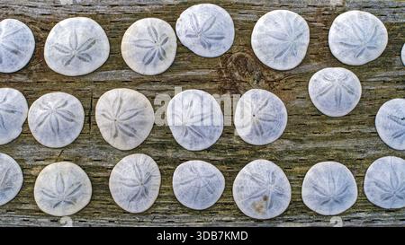 Collected sand dollars are displayed on a wood railing Stock Photo