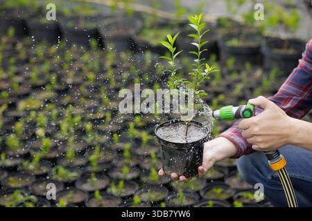 Gardener watering young plant seedling with garden hose at nursery greenhouse, close-up of hands and spray. Stock Photo