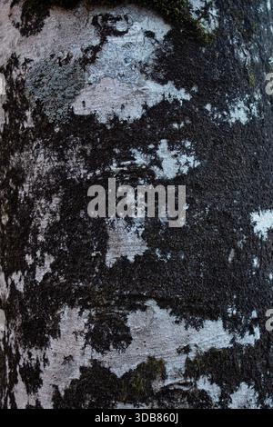 Detailed natural tree bark surface showing layered patterns and weathered texture, suitable for woodland backgrounds, organic design and wallpapers Stock Photo