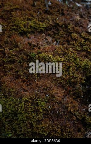 Dense green and brown forest moss forming a soft organic surface texture, ideal for eco-friendly design, nature backgrounds, and environmental concept Stock Photo