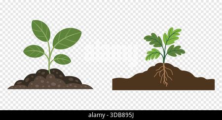 Plant Growth Stages Comparison Minimal Flat Vector Design Stock Vector
