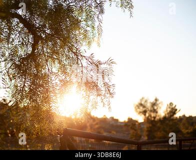 Golden Sunset Streaming Through Forest Trees Stock Photo