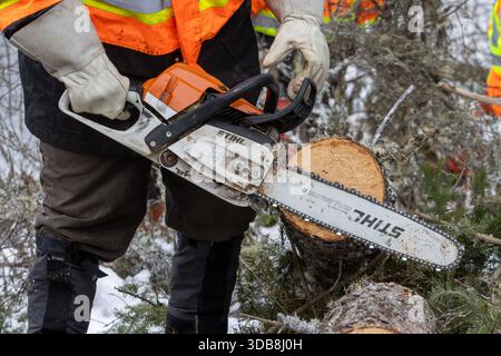 Canada, Quebec, 05 December 2025 : Worker in orange safety jacket using chainsaw cutting fallen tree Stock Photo