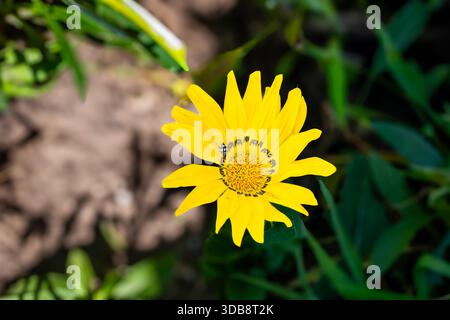 A top-down, detailed view of a single bright yellow Gazania flower (Treasure Flower) with a dark center and small dark insect resting on a petal, set Stock Photo