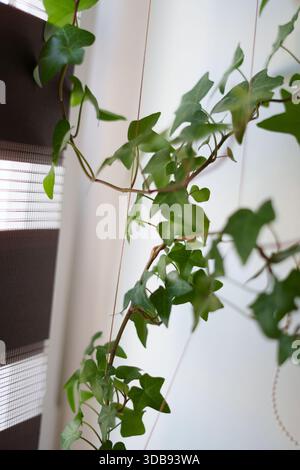 close-up of lush green ivy vines cascading in soft natural light against a white and brown textured background with delicate shadows and organic textu Stock Photo