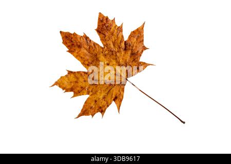 Dry brown autumn maple leaf covered with fresh raindrops isolated on white background. Symbol of fall, moisture, freshness, and seasonal change. Stock Photo