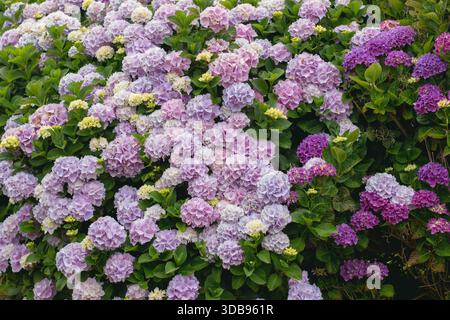 Vibrant hydrangea macrophylla bushes covered with purple and pink blossoms and yellow buds. Lush garden flowers in rich summer colors. Stock Photo