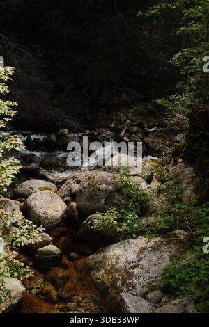 A beautiful small waterfall gently flows over mossy rocks, framed by vibrant green plants and leaves. Stock Photo