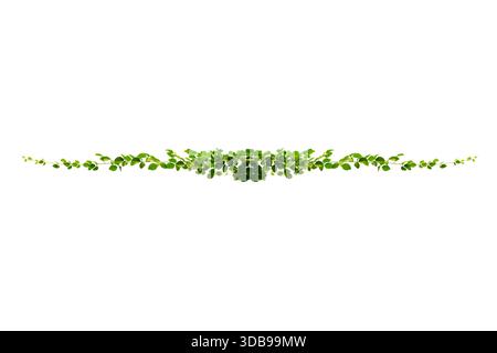 vine frame leaf vine isolates on a white background Stock Photo