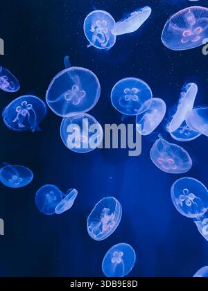 Translucent jellyfish floating in a deep blue aquatic environment at ...