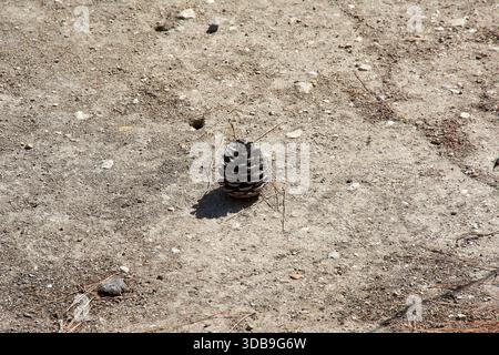 Detail of a solitary pine cone casting a harsh shadow on dry dusty ground, surrounded by pine needles, evoking the heat of the Mediterranean summer an Stock Photo