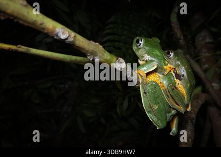 Close-up side view of two Reinwardt's Flying Frogs (Rhacophorus reinwardtii) mating on a branch at night, Indonesia Stock Photo