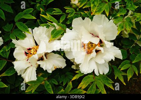 Tree peony flower and bud with white petals and a yellow center Stock Photo