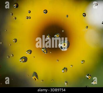 Raindrops are shown on a window reflecting a sunflower in Whitefish Bay, Wisconsin. Stock Photo