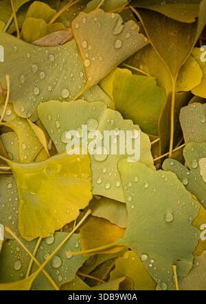 Close up of water droplets on fallen yellow gingko leaves in autumn. Stock Photo