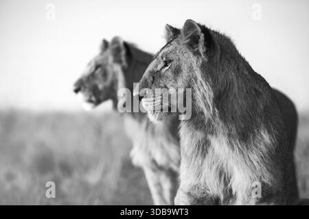 Lions Watching Over the Savannah in Black and White Stock Photo