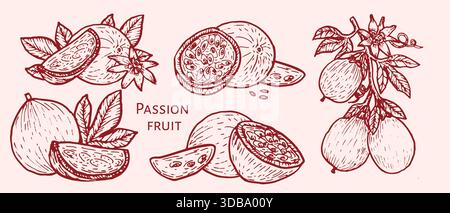 Passion fruit sketch. Hand drawn red outline vector set. Sliced maracuja pieces, wholes, tropical fruit for food illustration, retro hand-drawn design Stock Vector