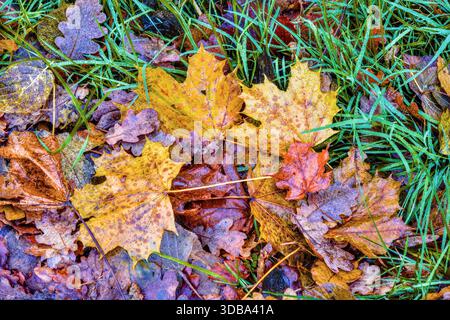 Early Winter fallen leaves from deciduous trees - central France. Stock Photo