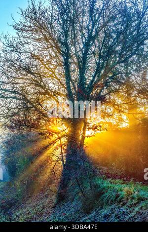 Tree silhouette in winter with early morning golden sun's rays - central France. Stock Photo